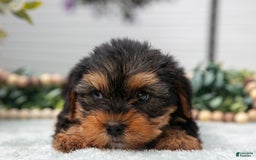 Yorkshire Terrier dogs for sale: Yorkshire Terrier 3 puppies - Image 5