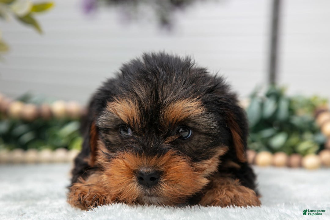 Yorkshire Terrier dogs for sale: Yorkshire Terrier 3 puppies - Image 5