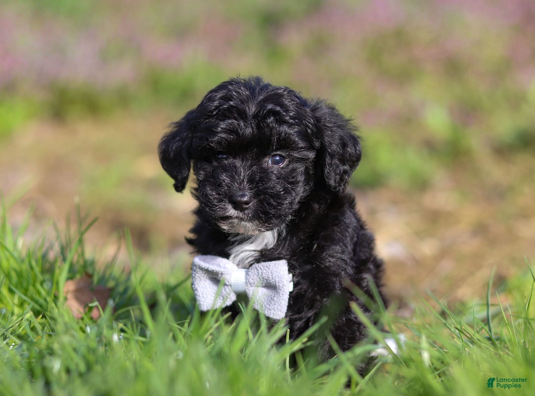 Yorkiepoo dogs for sale: Moses - Image 11