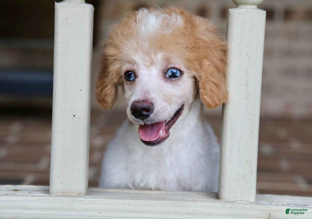 Miniature Poodle dogs for sale: Peanut - Image 4
