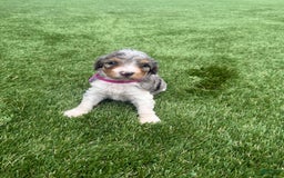 Bernedoodle dogs for sale: 8 - Image 8