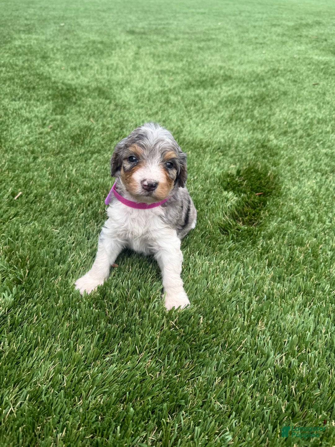 Bernedoodle dogs for sale: 8 - Image 8