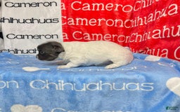 Chihuahua dogs for sale: Blue Sky Long Coat - Image 19