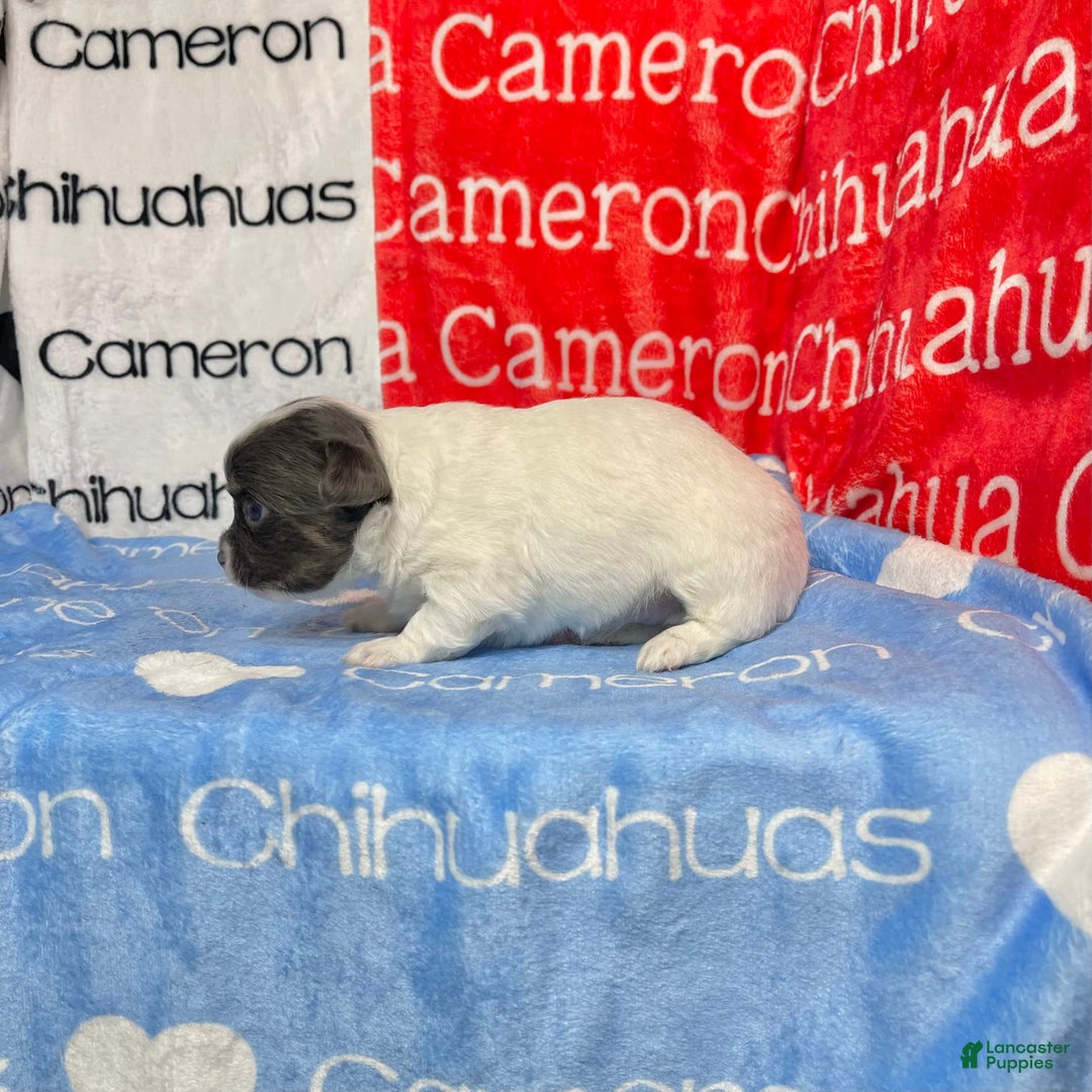 Chihuahua dogs for sale: Blue Sky Long Coat - Image 19