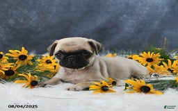 Pug dogs for sale: Taylor - Image 1