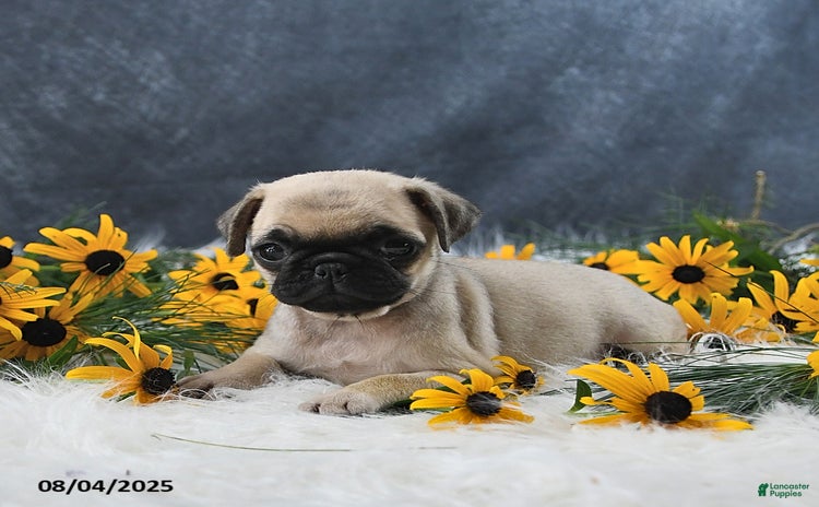Pug dogs for sale - Ad 1