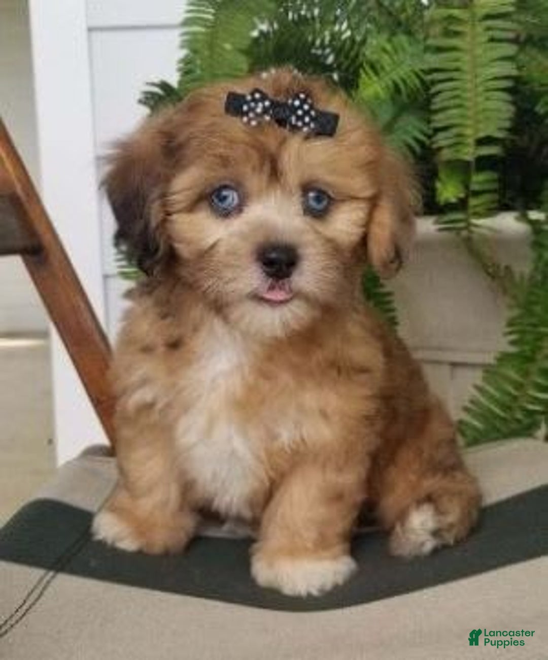 Shihpoo dogs for sale: Isabella - Image 2