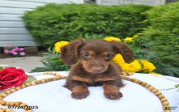 Miniature Dachshund dogs for sale: Tom - Image 8