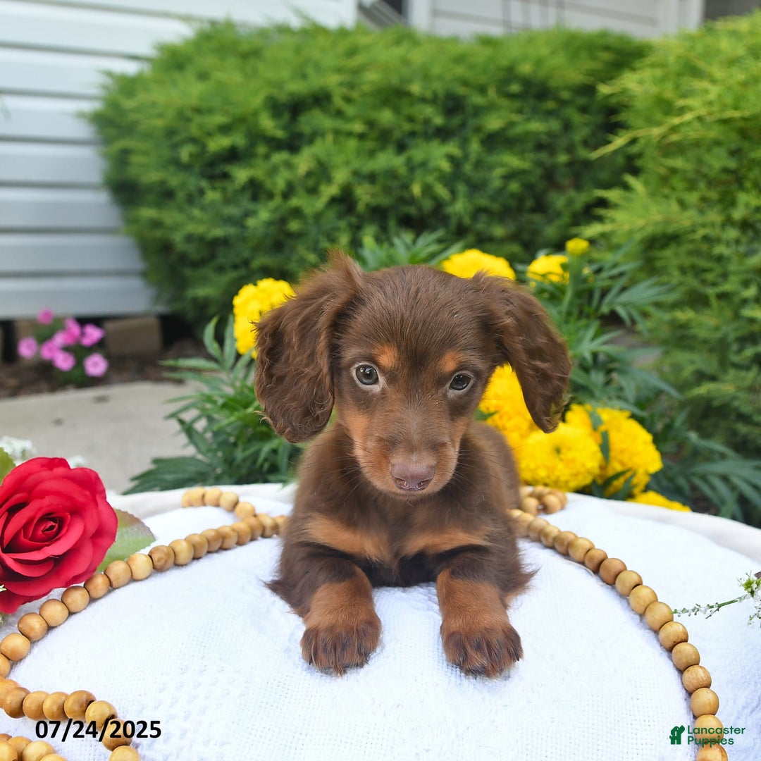 Miniature Dachshund dogs for sale: Tom - Image 8