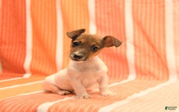 Jack Russell Terrier dogs for sale: Nick - Image 5