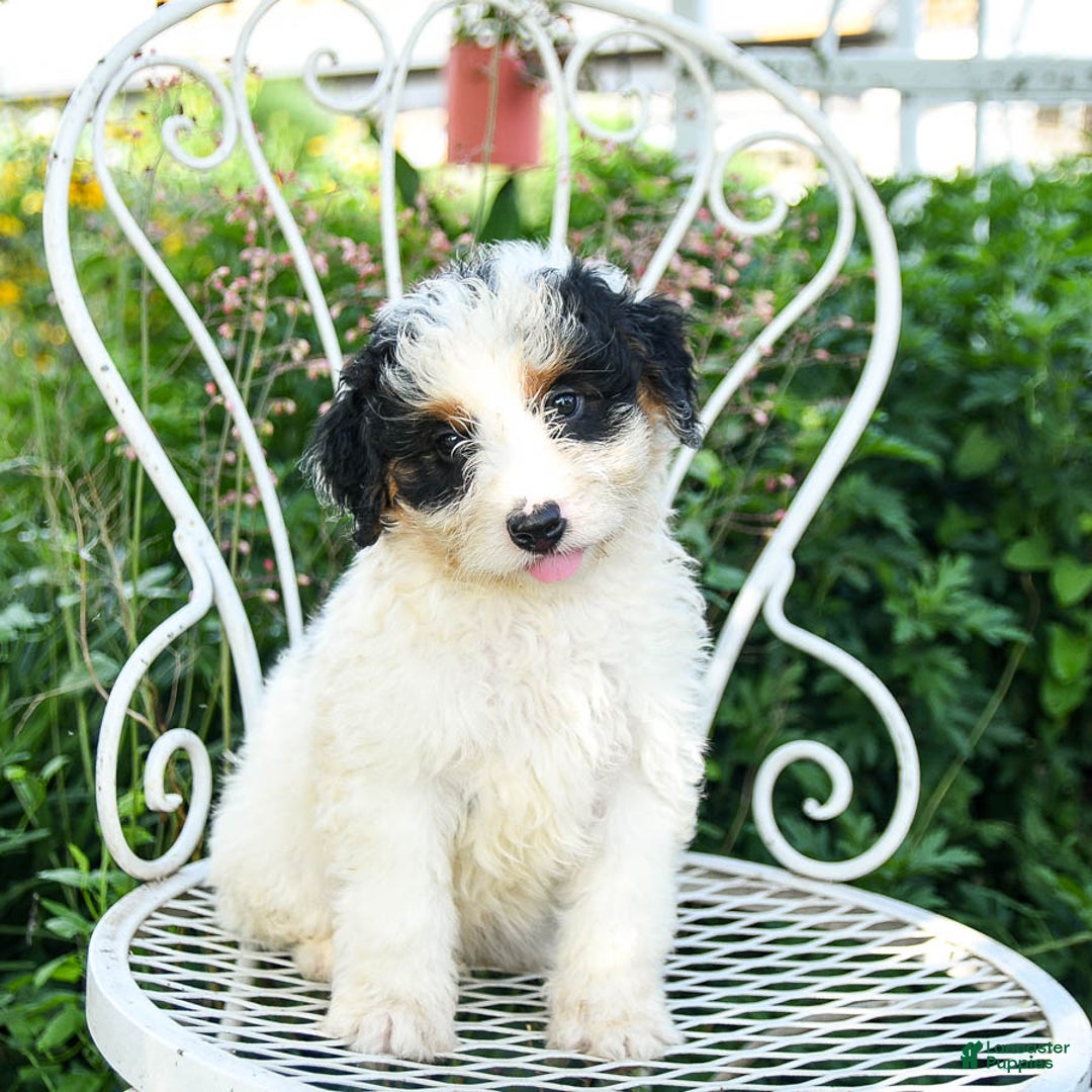 Mini Aussiedoodle dogs for sale: Mack - Image 2