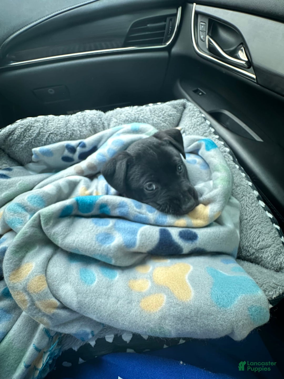 American Pit Bull Terrier dogs for sale: Nova - Image 14