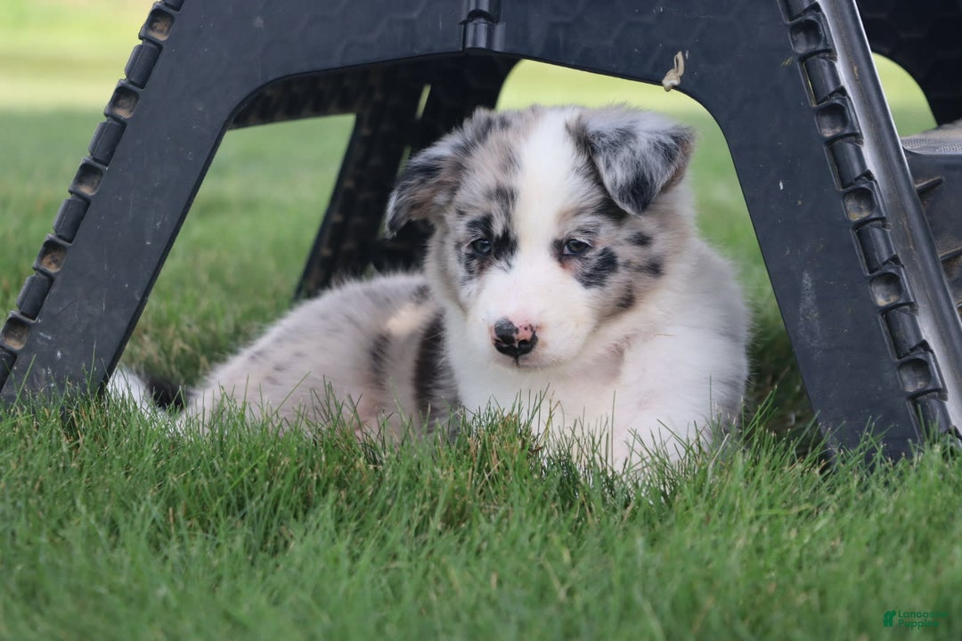 Border Collie dogs for sale: Diesel - Image 10