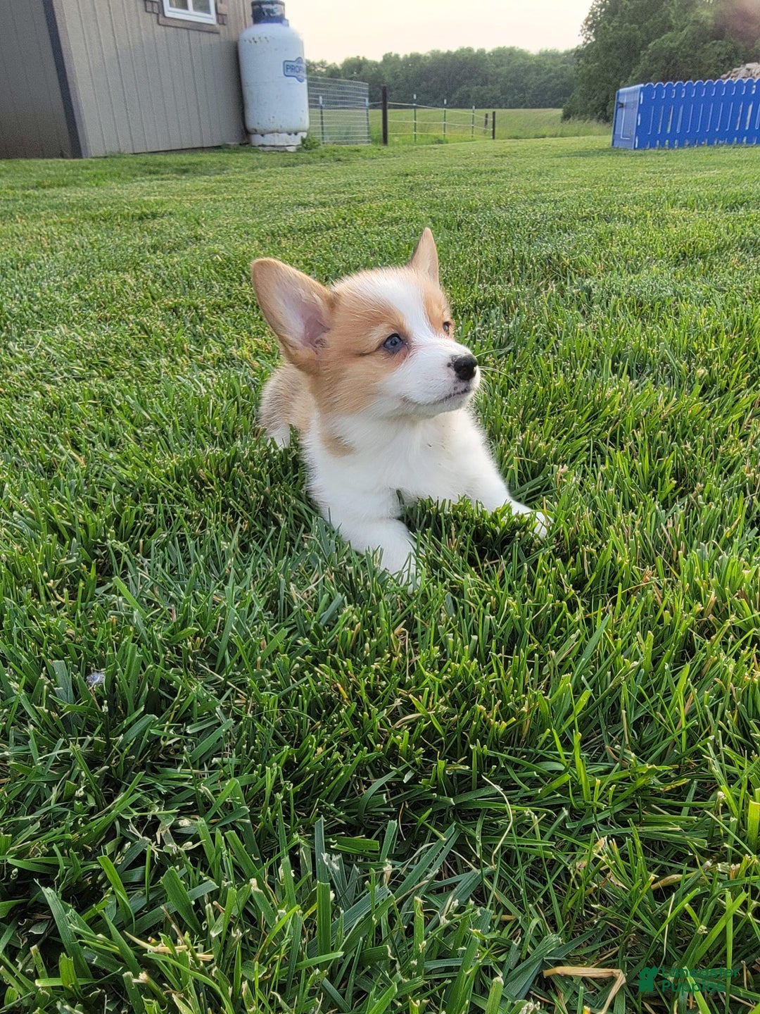Welsh Corgi Pembroke dogs for sale: Mellon - Image 1