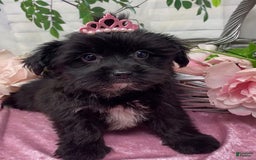 Shorkie dogs for sale: Little Mercedes - Image 5