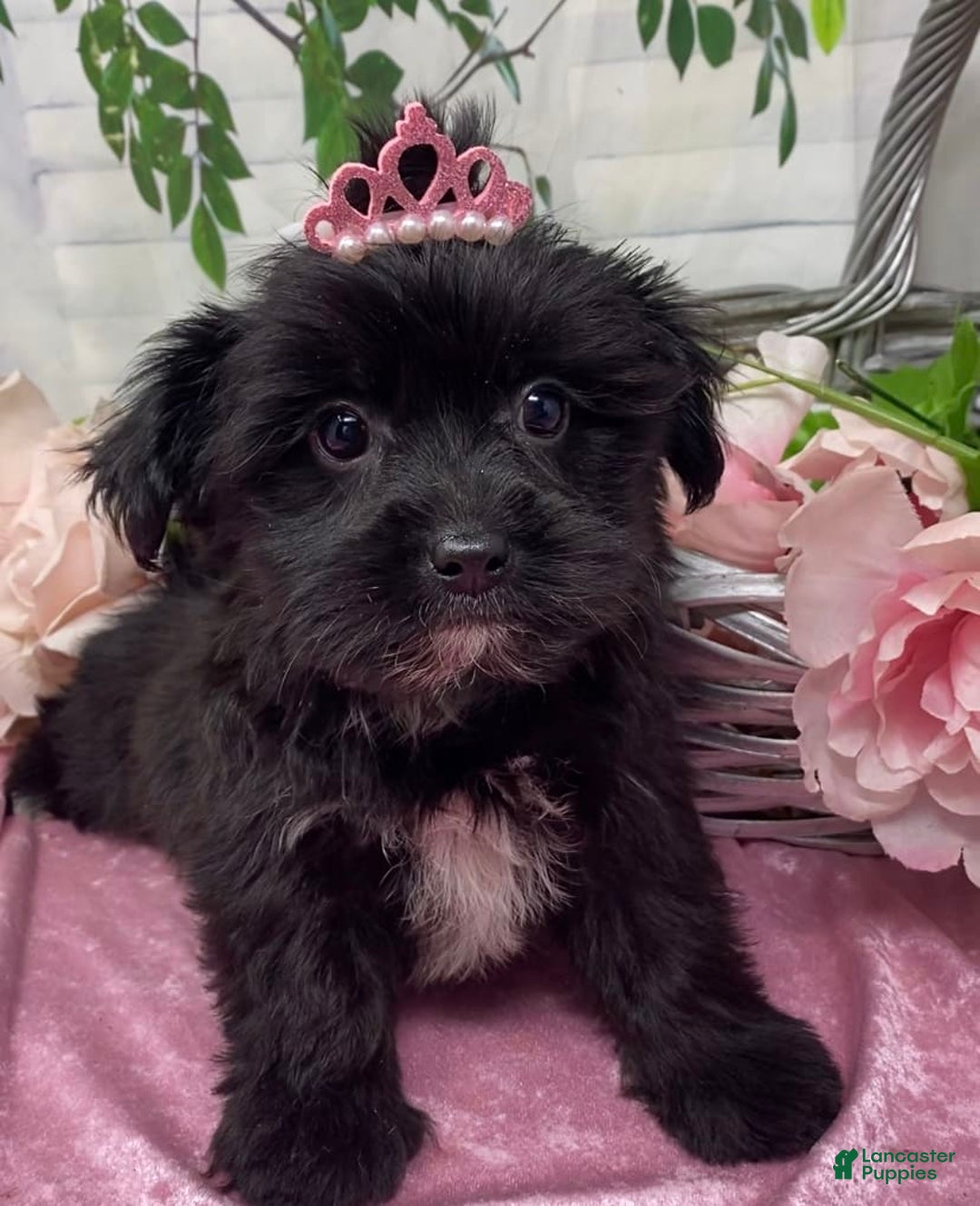 Shorkie dogs for sale: Little Mercedes - Image 5