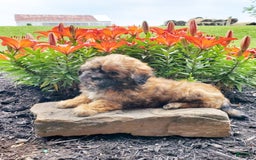 Teddy Bear dogs for sale: Daisy - Image 3
