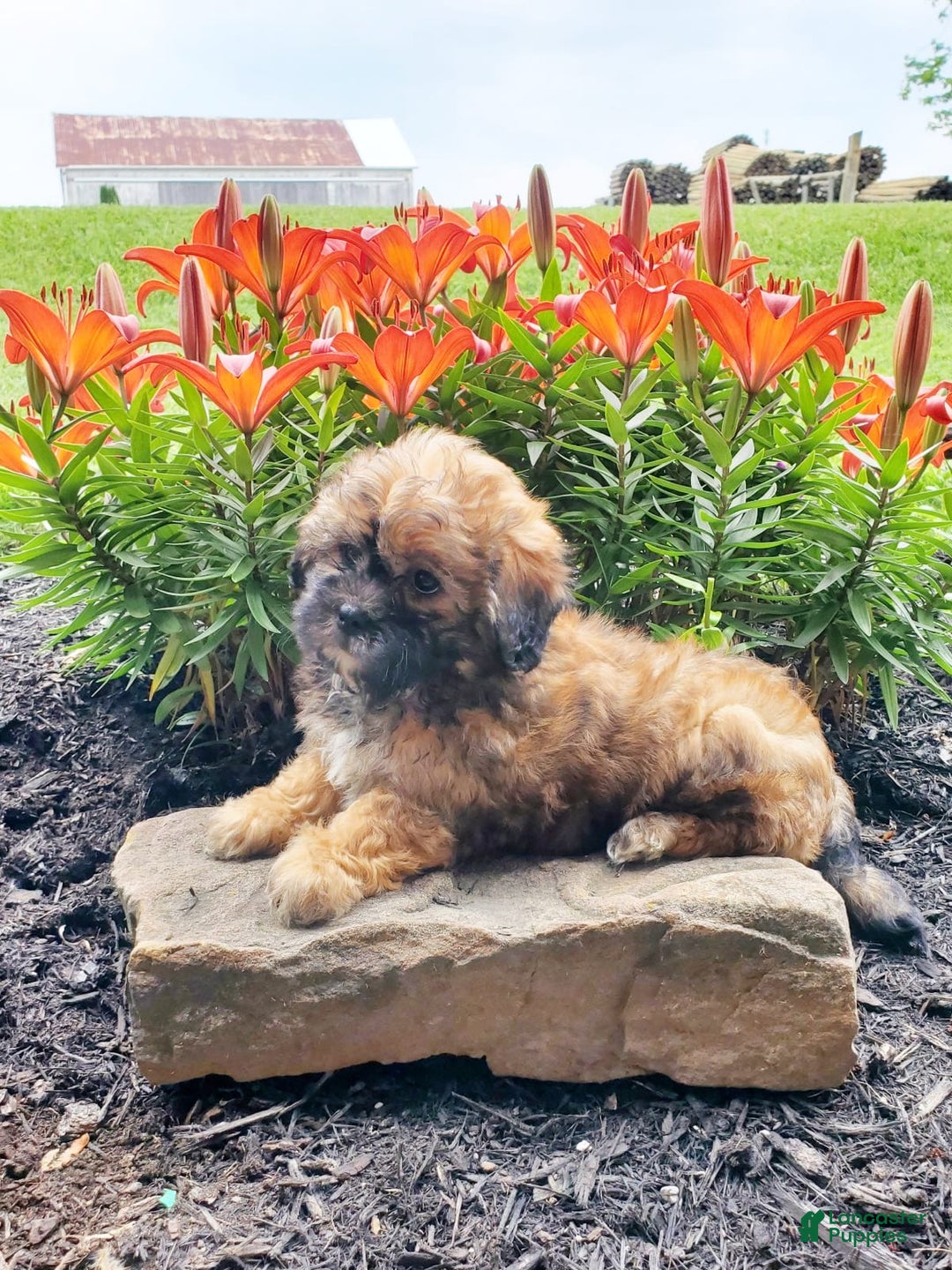 Teddy Bear dogs for sale: Daisy - Image 3