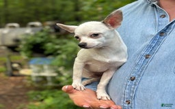 Chihuahua dogs for sale: Lancelot - Image 16