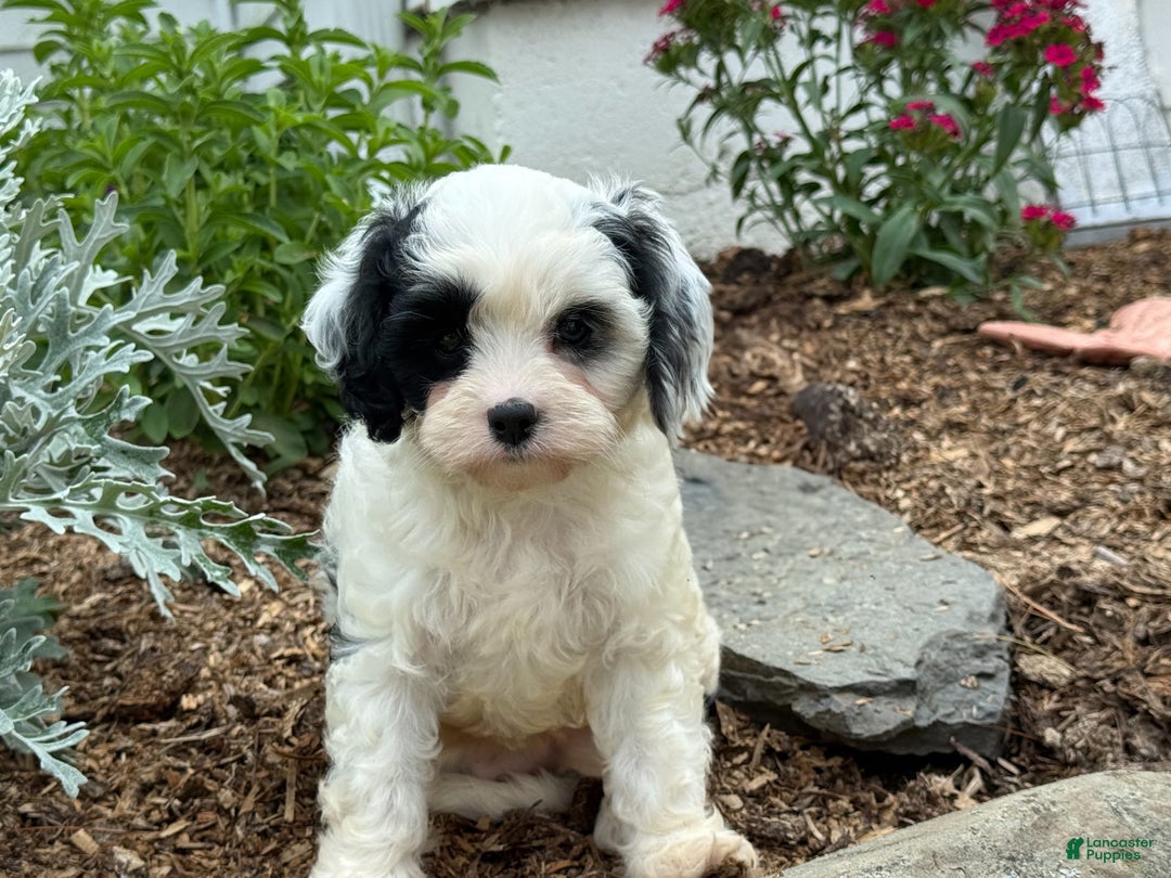 Cavapoo dogs for sale: Casper - Image 6