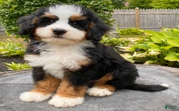 Mini Bernedoodle dogs for sale: 💛 Boston Ma 💛 Mini Bernedoodle - Image 6