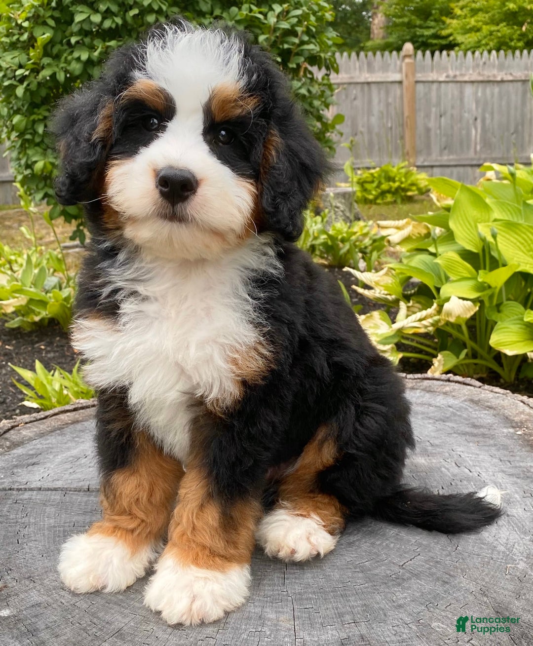 Mini Bernedoodle dogs for sale: 💛 Boston Ma 💛 Mini Bernedoodle - Image 6