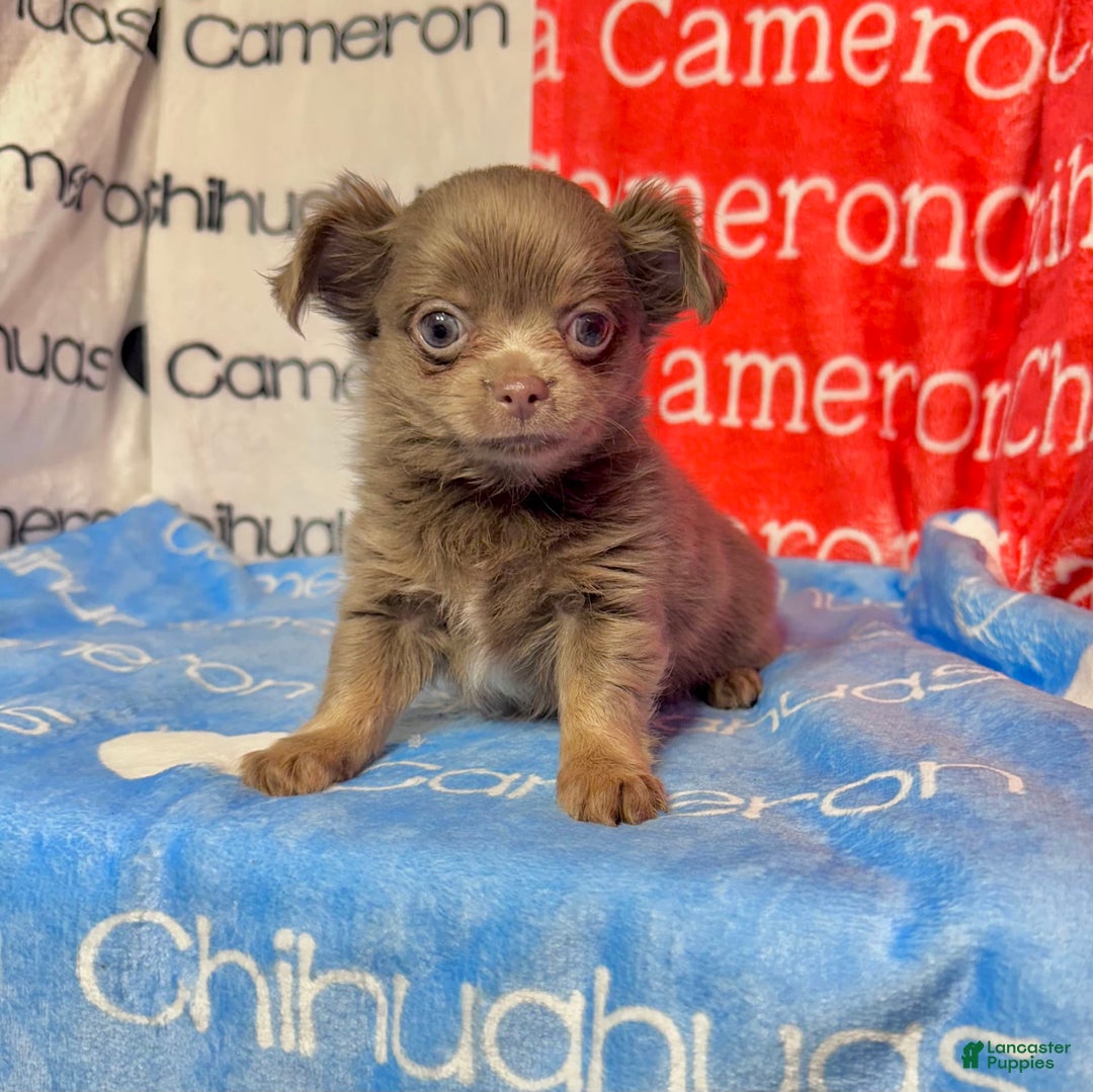 Chihuahua dogs for sale: Tobias Lavender Long Coat - Image 33
