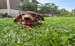 Miniature Dachshund dogs for sale: Sandy - Image 2