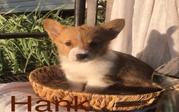 Welsh Corgi Pembroke dogs for sale: Hank - Image 12
