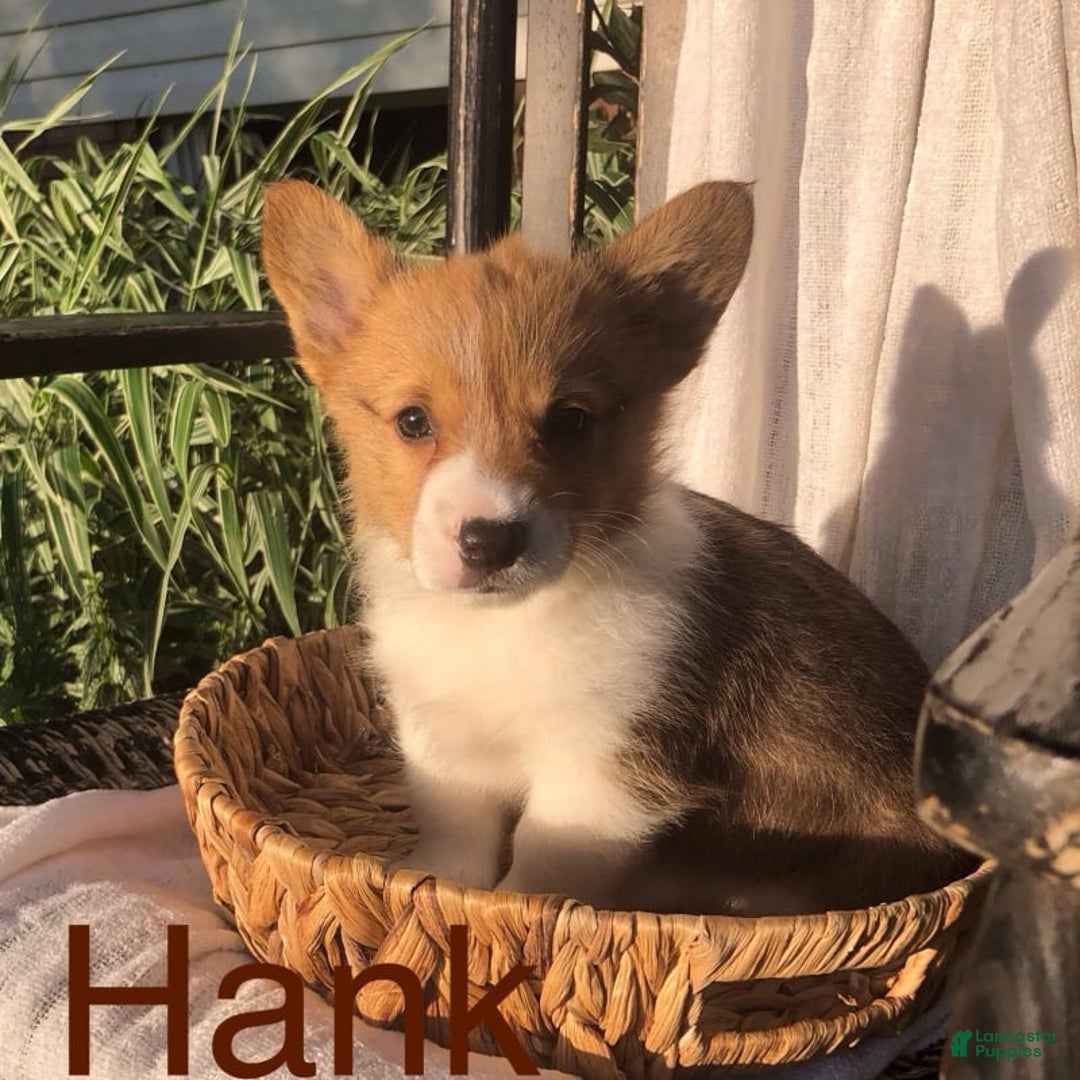 Welsh Corgi Pembroke dogs for sale: Hank - Image 12