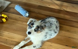 Australian Shepherd dogs for sale: Jojo - Image 16