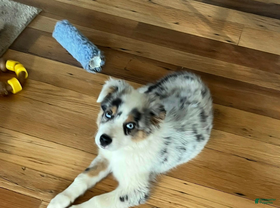 Australian Shepherd dogs for sale: Jojo - Image 16