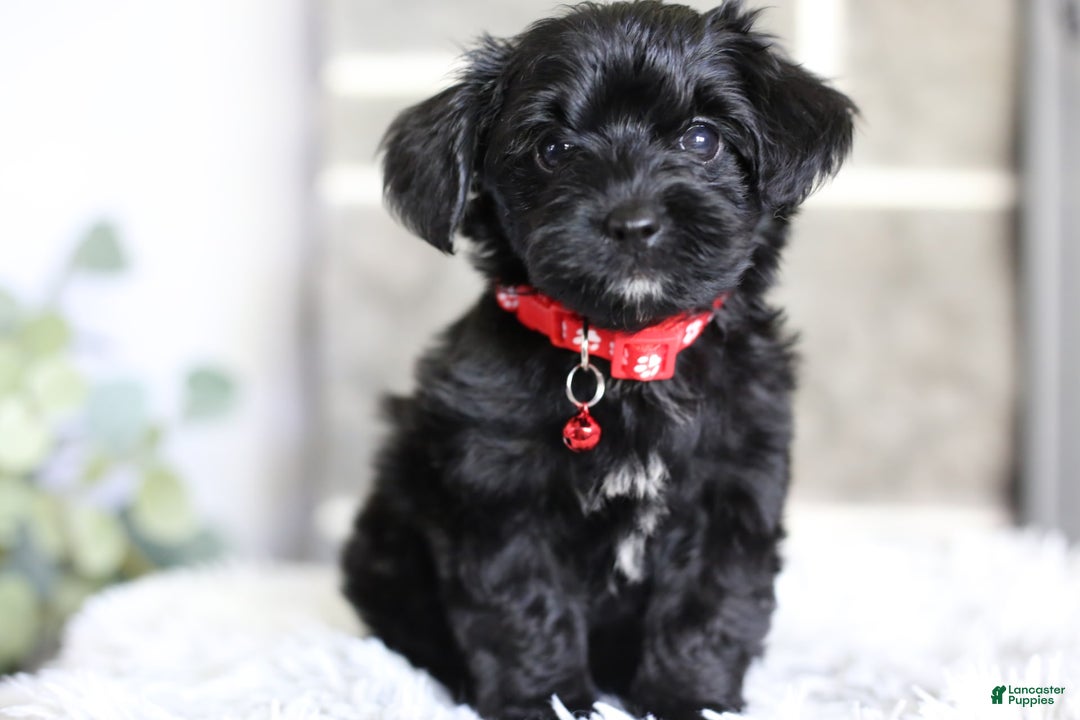 Yorkiepoo dogs for sale: Button - Image 12