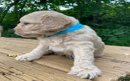 Labradoodle dogs for sale: Maxwell - Image 14