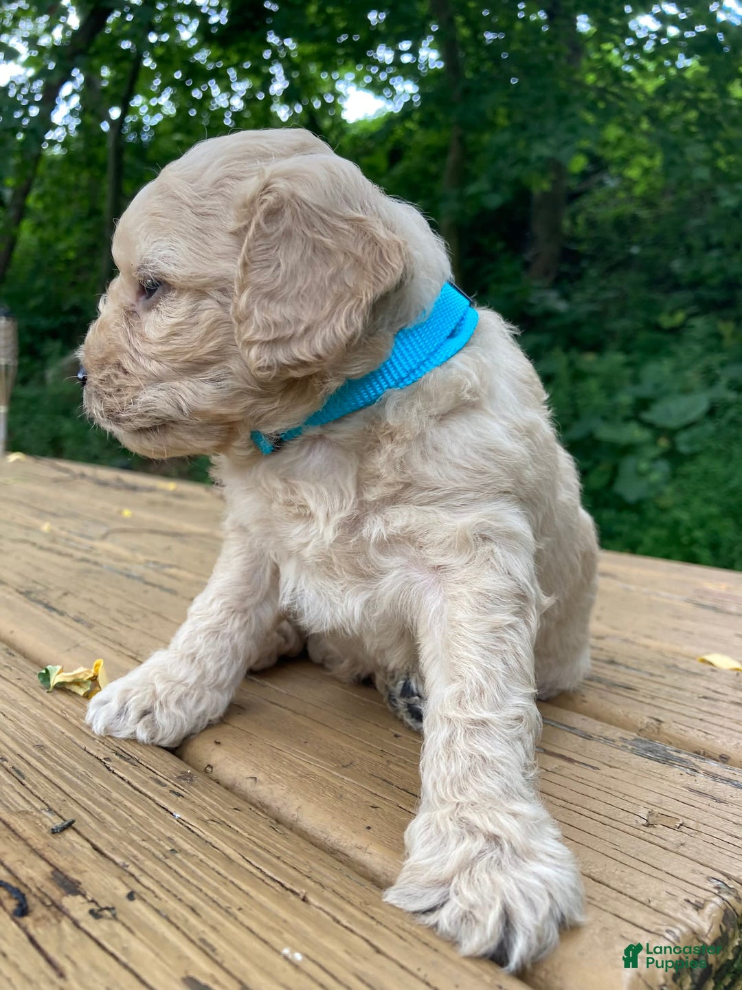 Labradoodle dogs for sale: Maxwell - Image 14