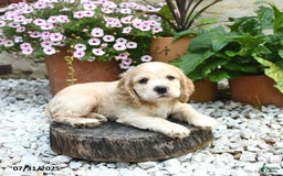Cocker Spaniel dogs for sale: Captain - Image 1