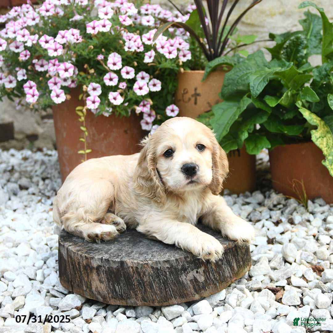 Cocker Spaniel dogs for sale: Captain - Image 1
