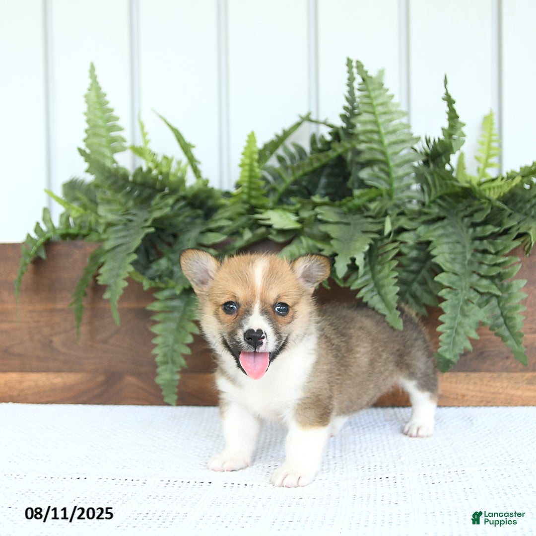 Welsh Corgi Pembroke dogs for sale: Macy - Image 5