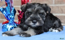 Miniature Schnauzer dogs for sale: Kimber - Image 4