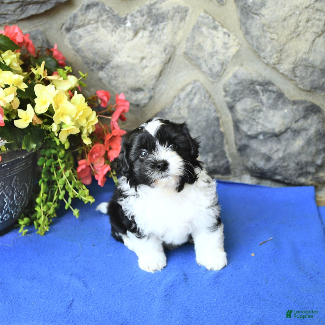 Teddy Bear dogs for sale: Karson - Image 2