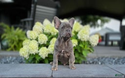 French Bulldog dogs for sale: Remi - Image 15