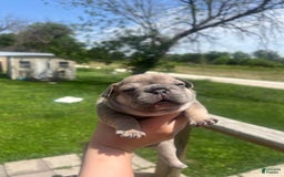 French Bulldog dogs for sale: Simba - Image 3