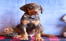 Doberman Pinscher dogs for sale: Domino - Image 2