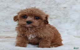 Cavapoo dogs for sale: Amy - Image 3