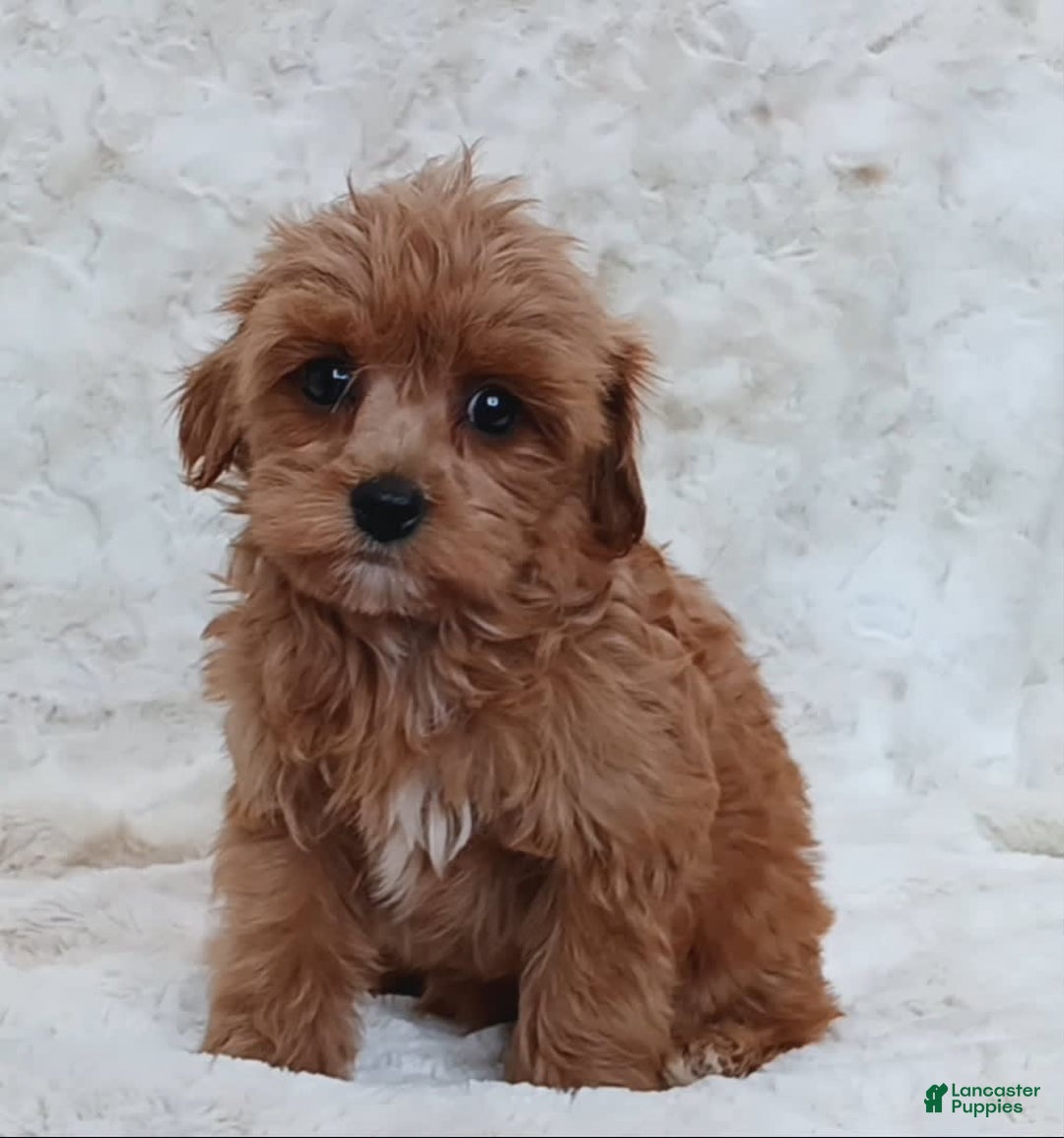Cavapoo dogs for sale: Amy - Image 3