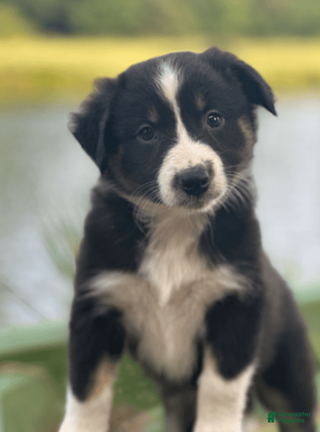 Australian Shepherd dogs for sale: Nova - Image 4