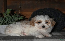 Lhasapoo dogs for sale: Daisy - Image 6