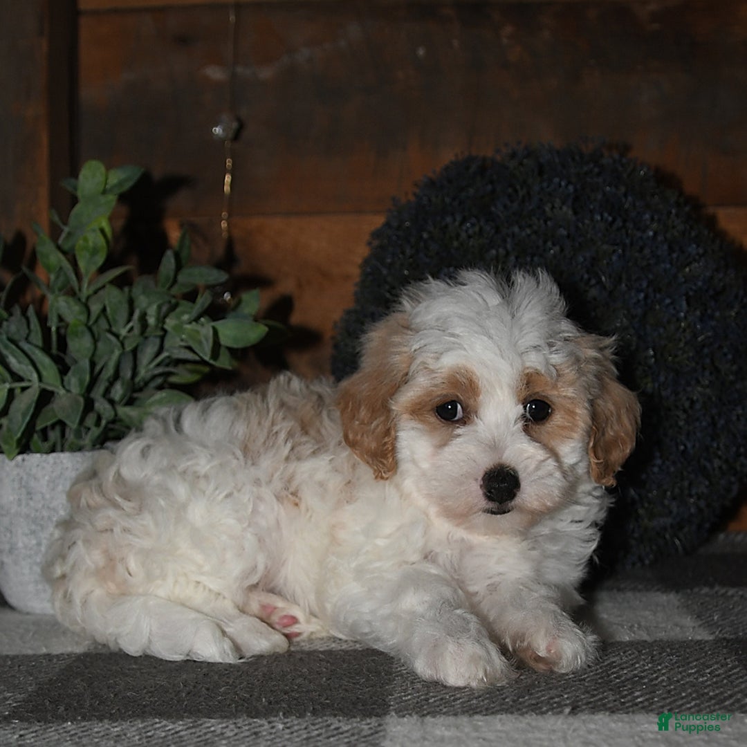 Lhasapoo dogs for sale: Daisy - Image 6