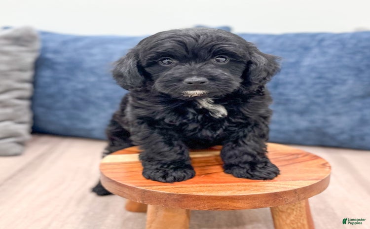 Mini Goldendoodle dogs for sale - Ad 2