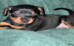 Miniature Pinscher dogs for sale: Coal - Image 7
